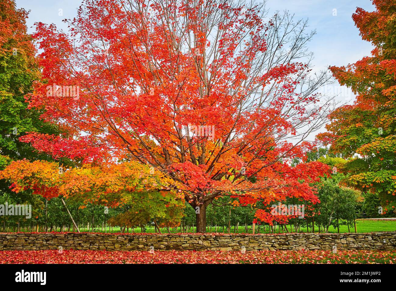 Orchard with stone wall and trees in peak fall with orange and red leaves everywhere Stock Photo