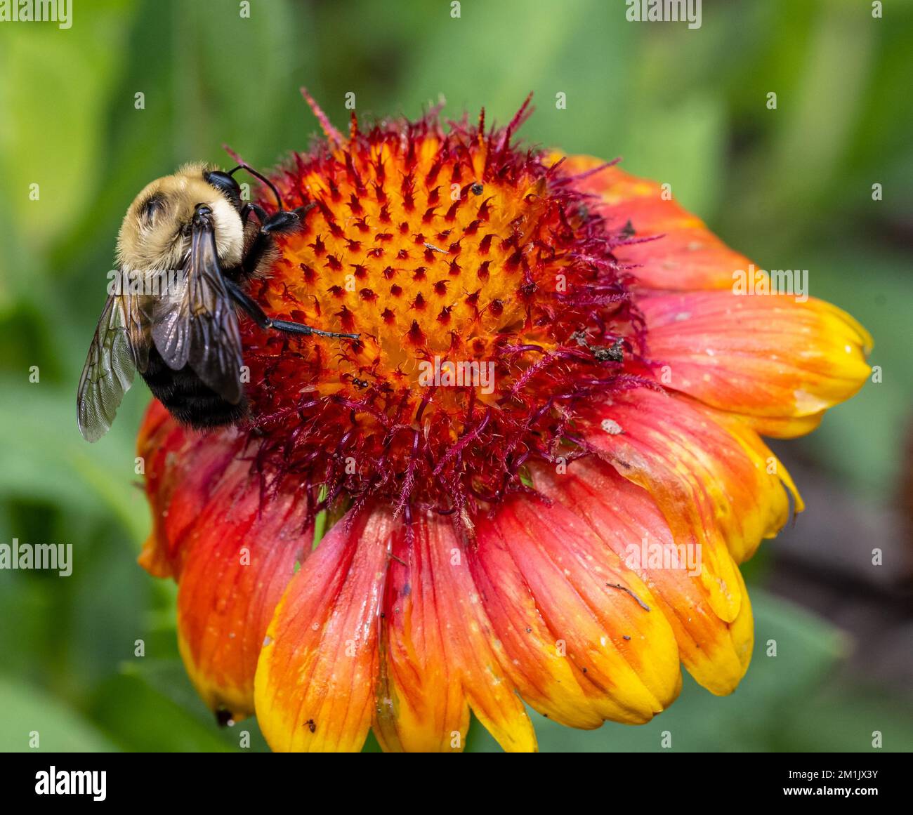 A closeup of bee sipping nectar from flower Stock Photo