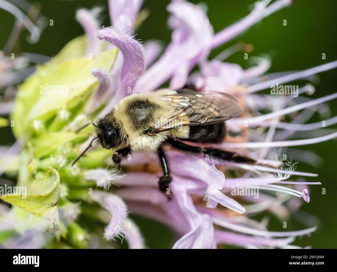 A closeup of bee sipping nectar from flower Stock Photo