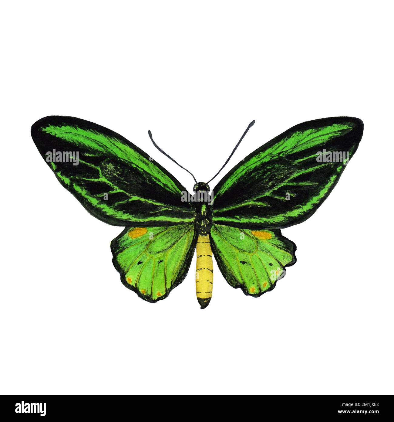 Green butterfly watercolor illustration. Isolated on white background ...