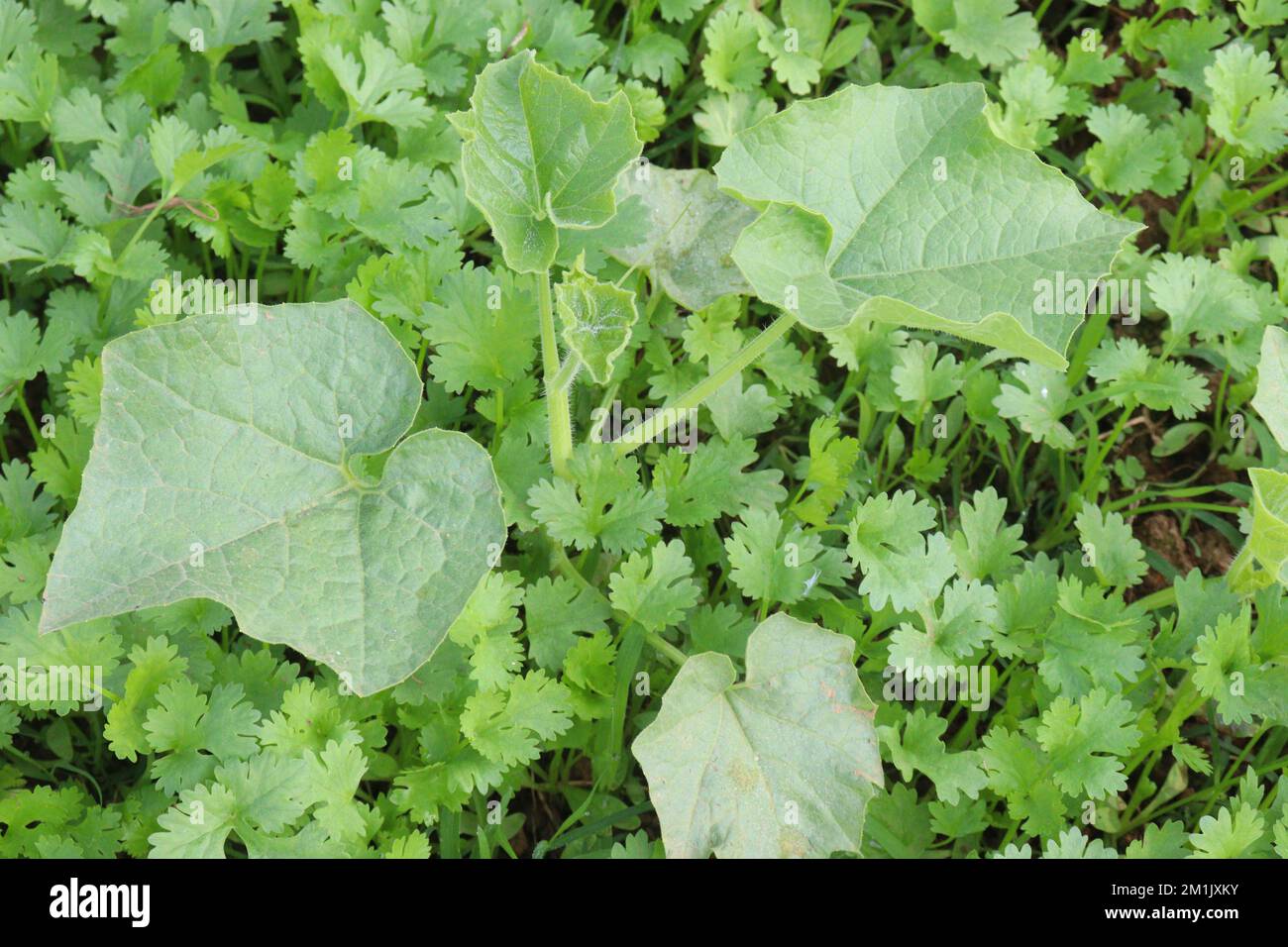 green colored coriander plant with bottle gourd tree on field for