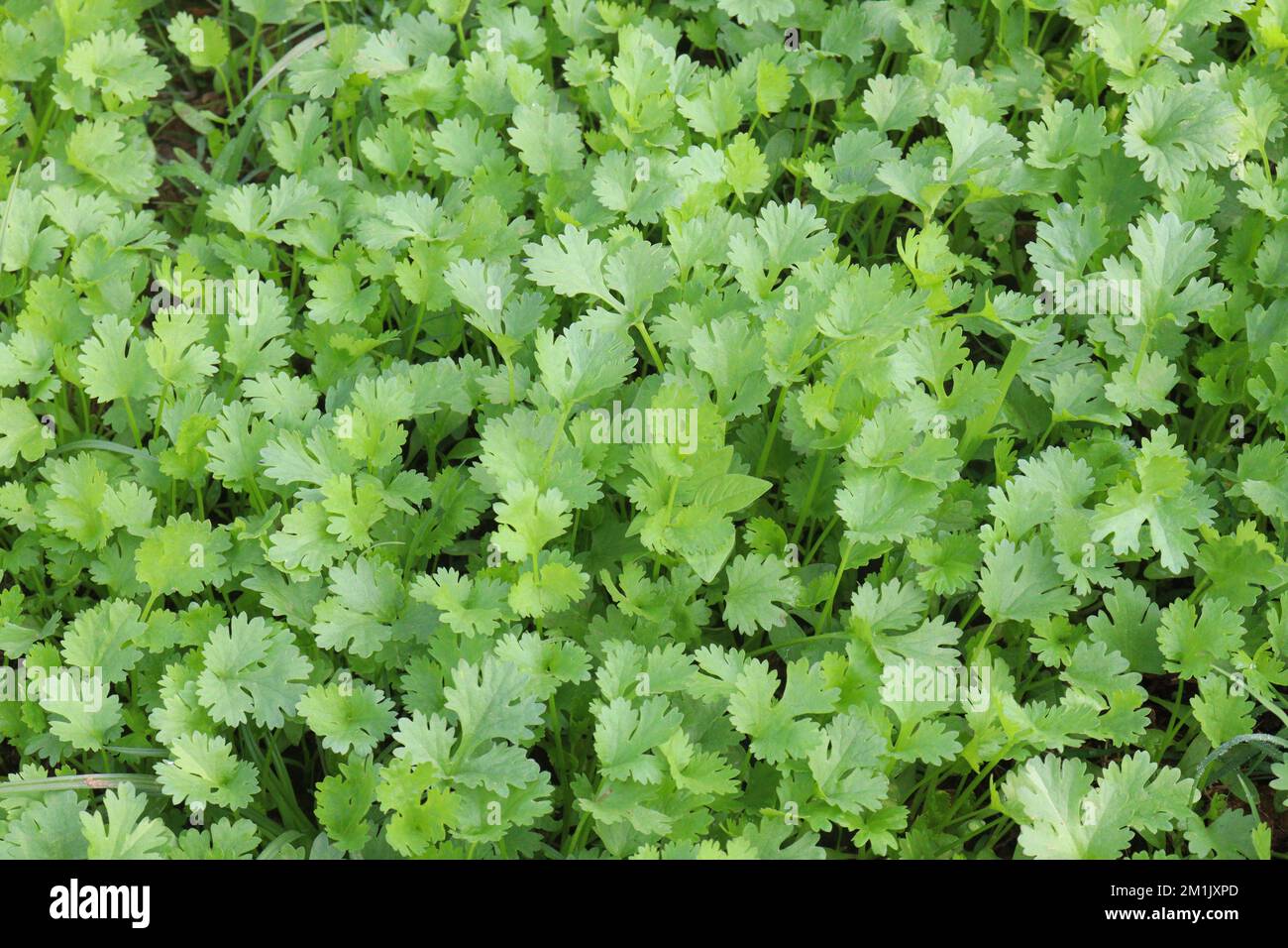 green colored coriander plant on field for harvest Stock Photo Alamy