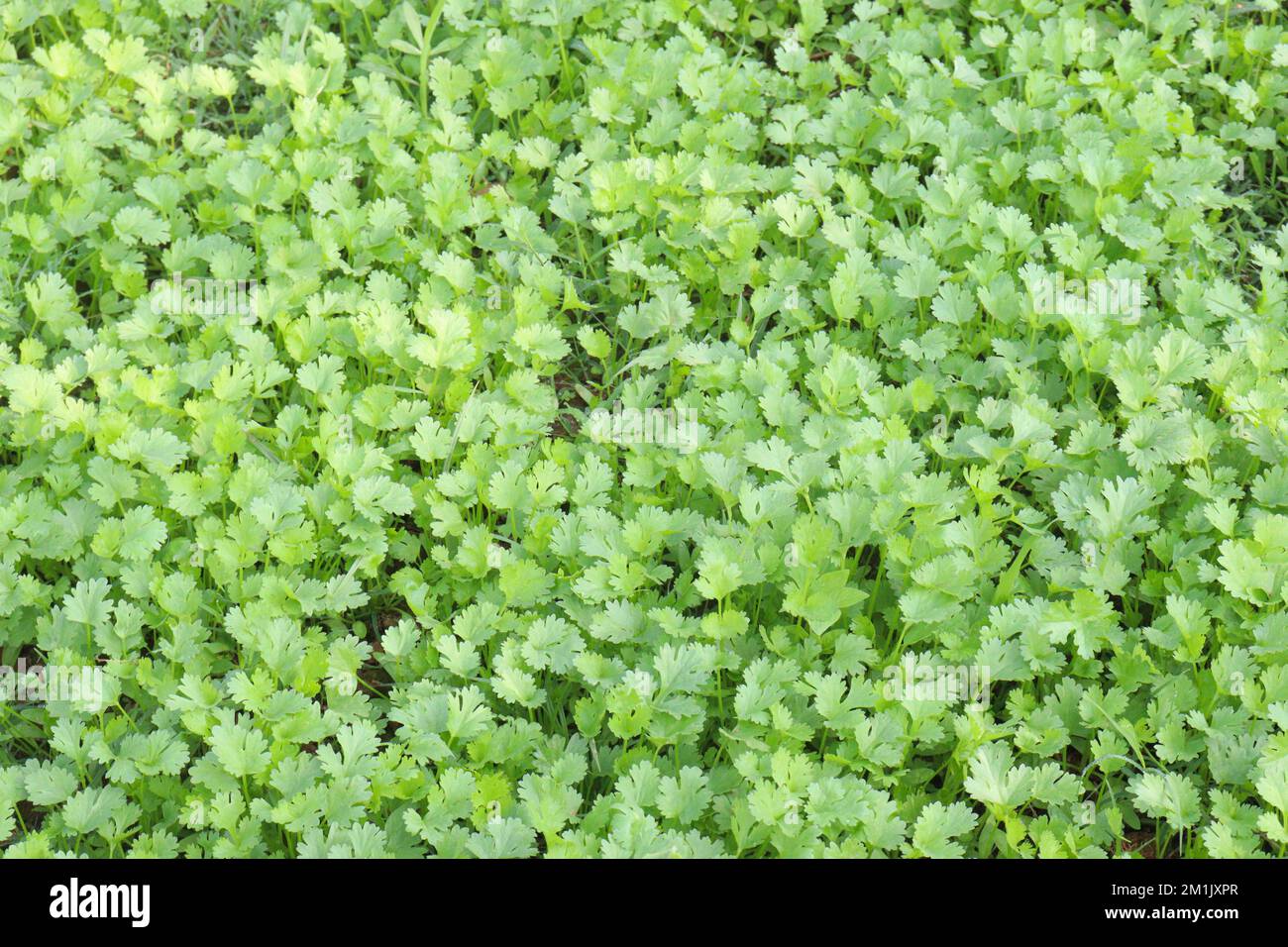 green colored coriander plant on field for harvest Stock Photo Alamy