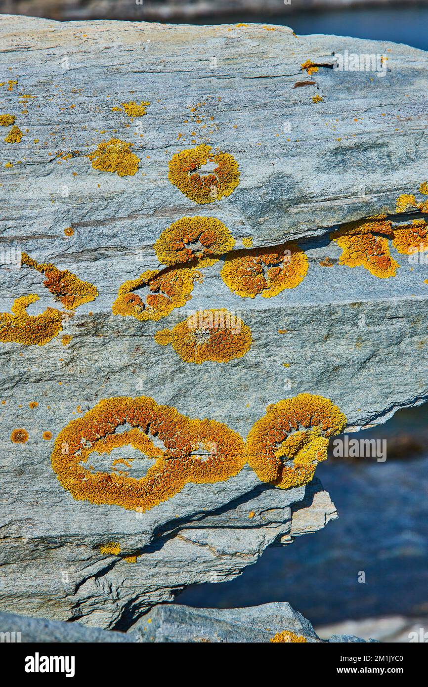 Macro detail of orange lichen on surface of rock Stock Photo - Alamy