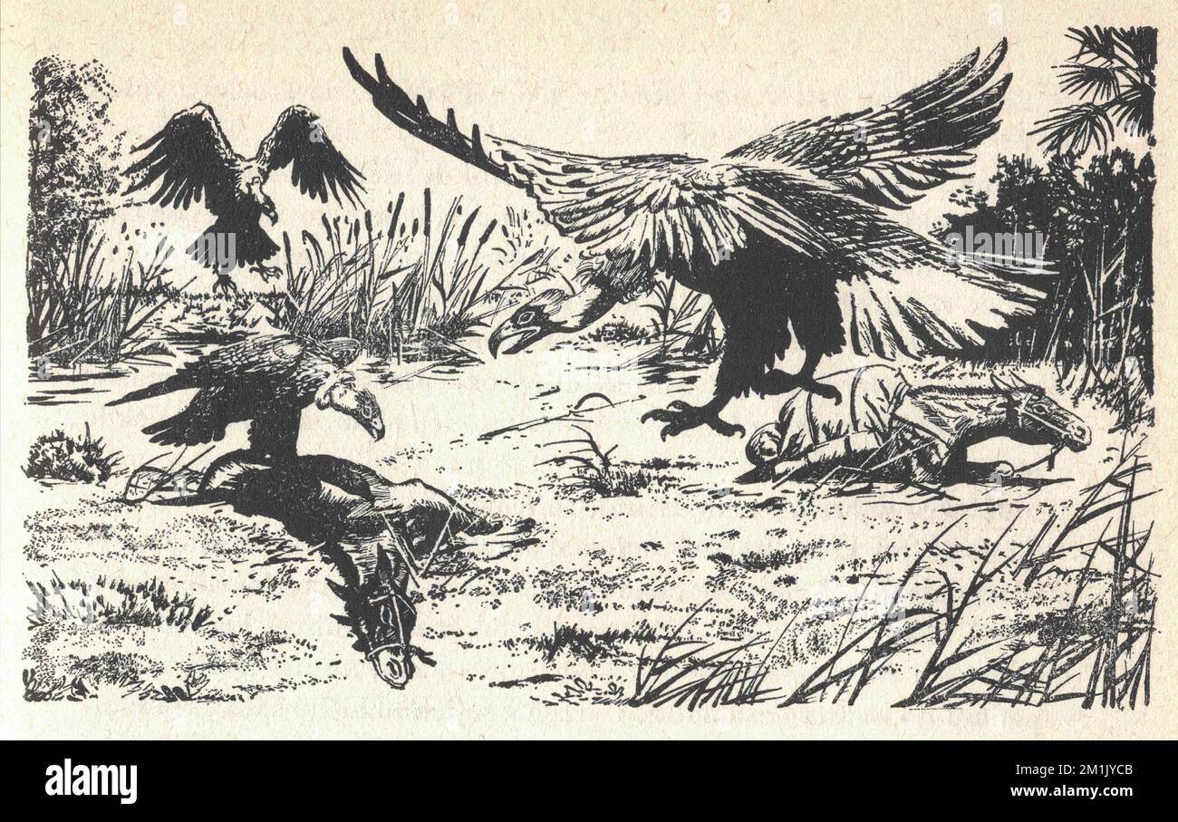 Vultures eat horse carcasses. Old black and white illustration. Vintage drawing. Illustration by Zdenek Burian. Zdenek Michael Frantisek Burian (11 February 1905 in Koprivnice, Moravia, Austria-Hungary 1 July 1981 in Prague, Czechoslovakia) was a Czech painter, book illustrator and palaeoartist whose work played a central role in the development of palaeontological reconstruction. Originally recognised only in his native Czechoslovakia, Burian's fame later spread to an international audience during a remarkable career spanning six decades (1930s to 1980s). He is regarded by many as one of the Stock Photo