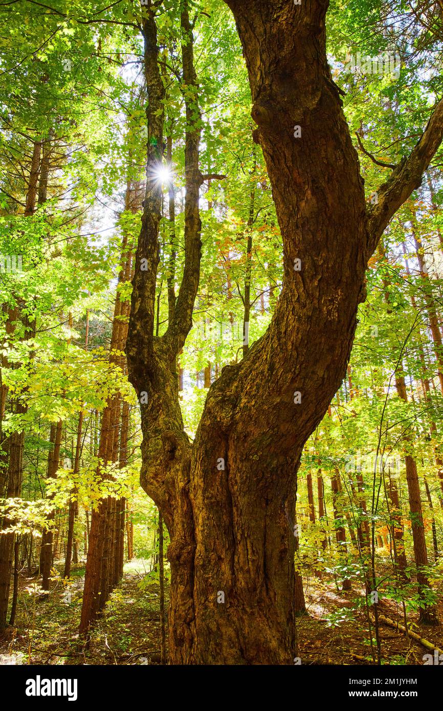 Serene fall forest large gorgeous tree with sun flares peaking behind branches Stock Photo