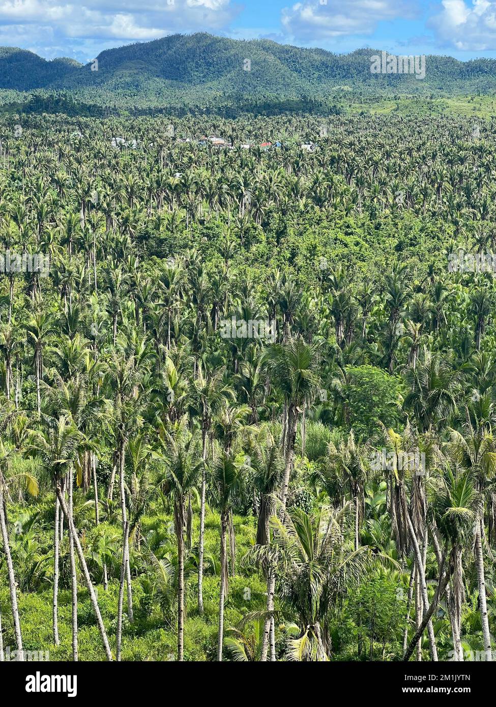 An aerial view of forest with dense trees Stock Photo - Alamy