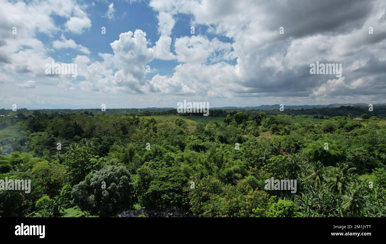 An aerial view of forest with dense trees Stock Photo - Alamy