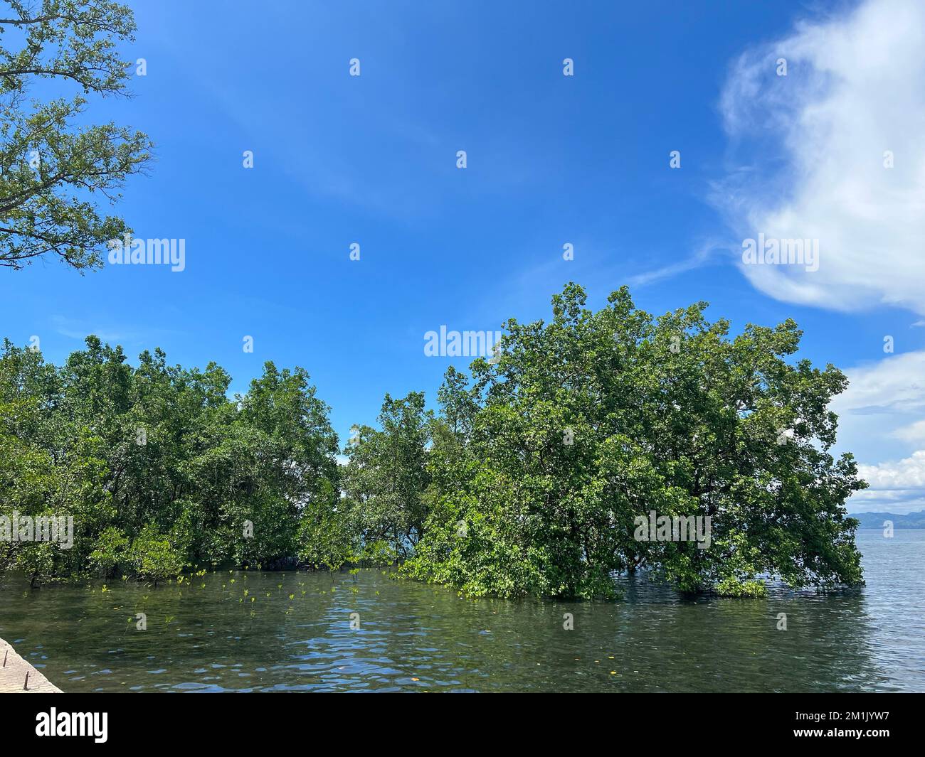 Aerial view lush vegetation hi-res stock photography and images - Alamy