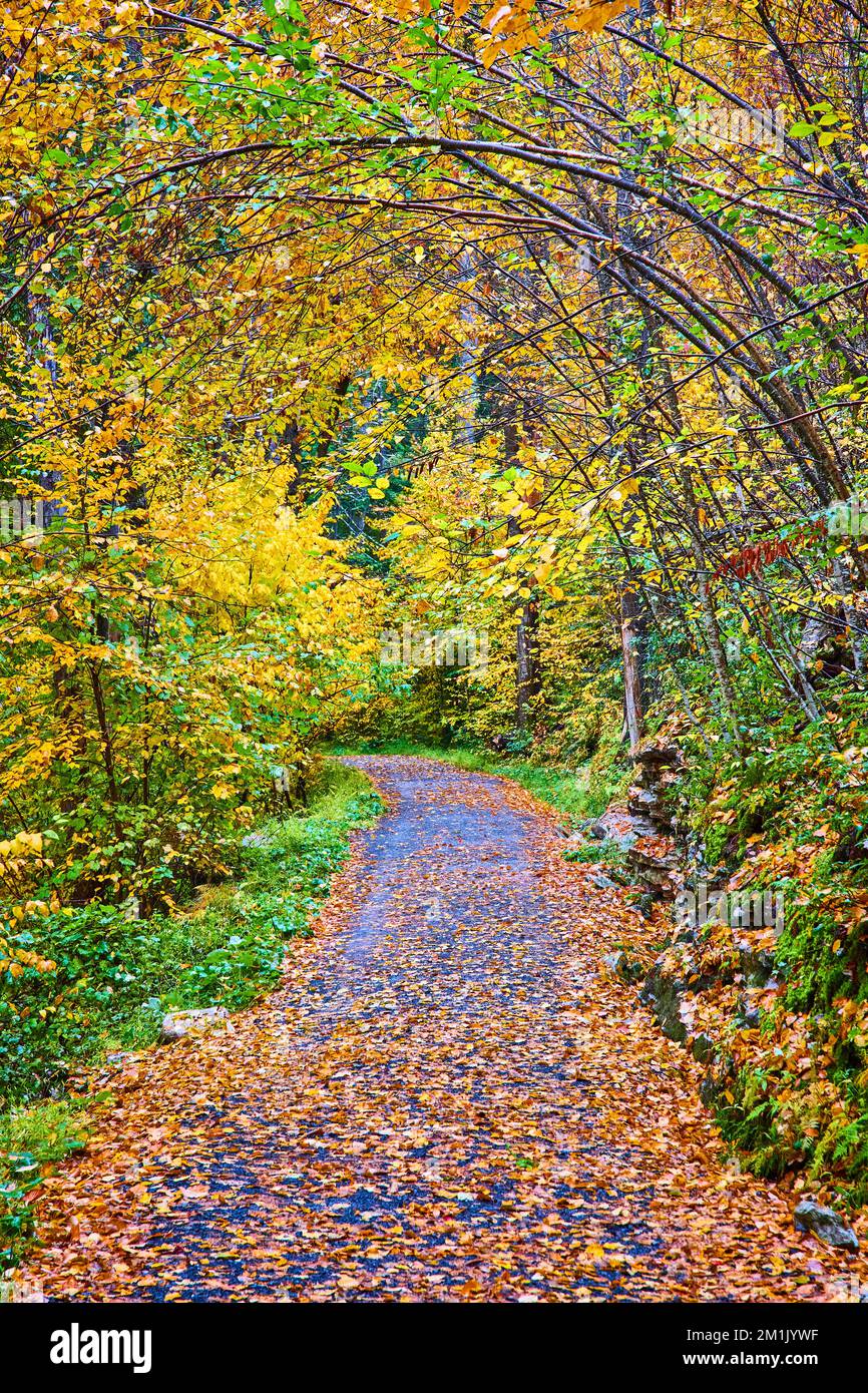 Leaves covering hiking path through woods with trees arching over in peak fall Stock Photo