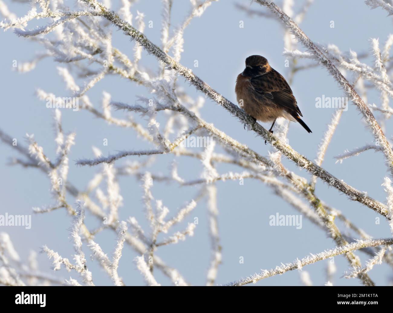 Stonechat In Flight Single female stonechat hi-res stock photography and images - Alamy