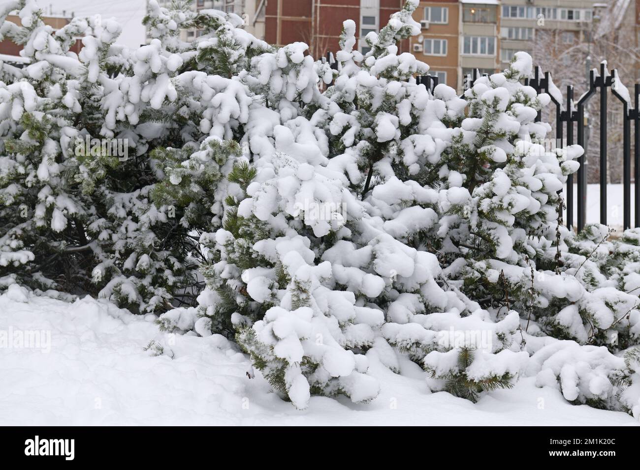 Snow-covered trees after snowfall in winter park. Moscow, Russia Stock Photo