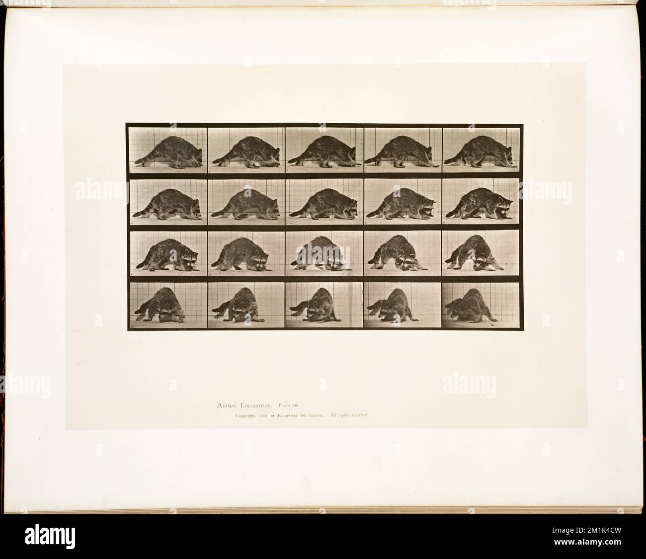 Rodent Movemant Animal locomotion. Plate 745 , Raccoons, Walking, Animal locomotion, an ...