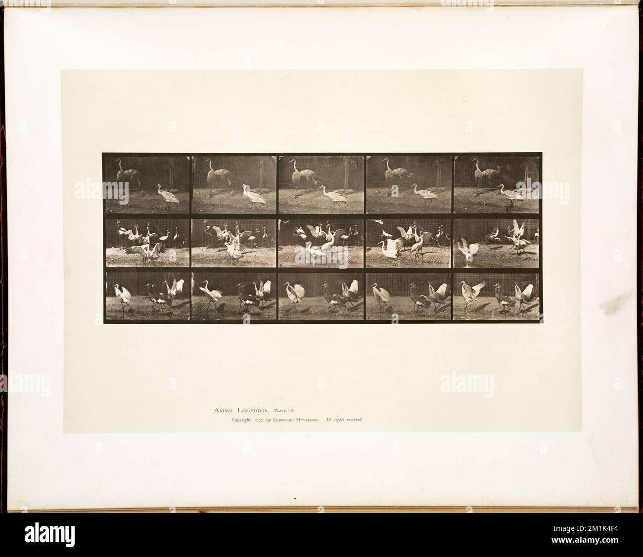 Animal locomotion. Plate 778 , Storks, Animal locomotion, an electro ...