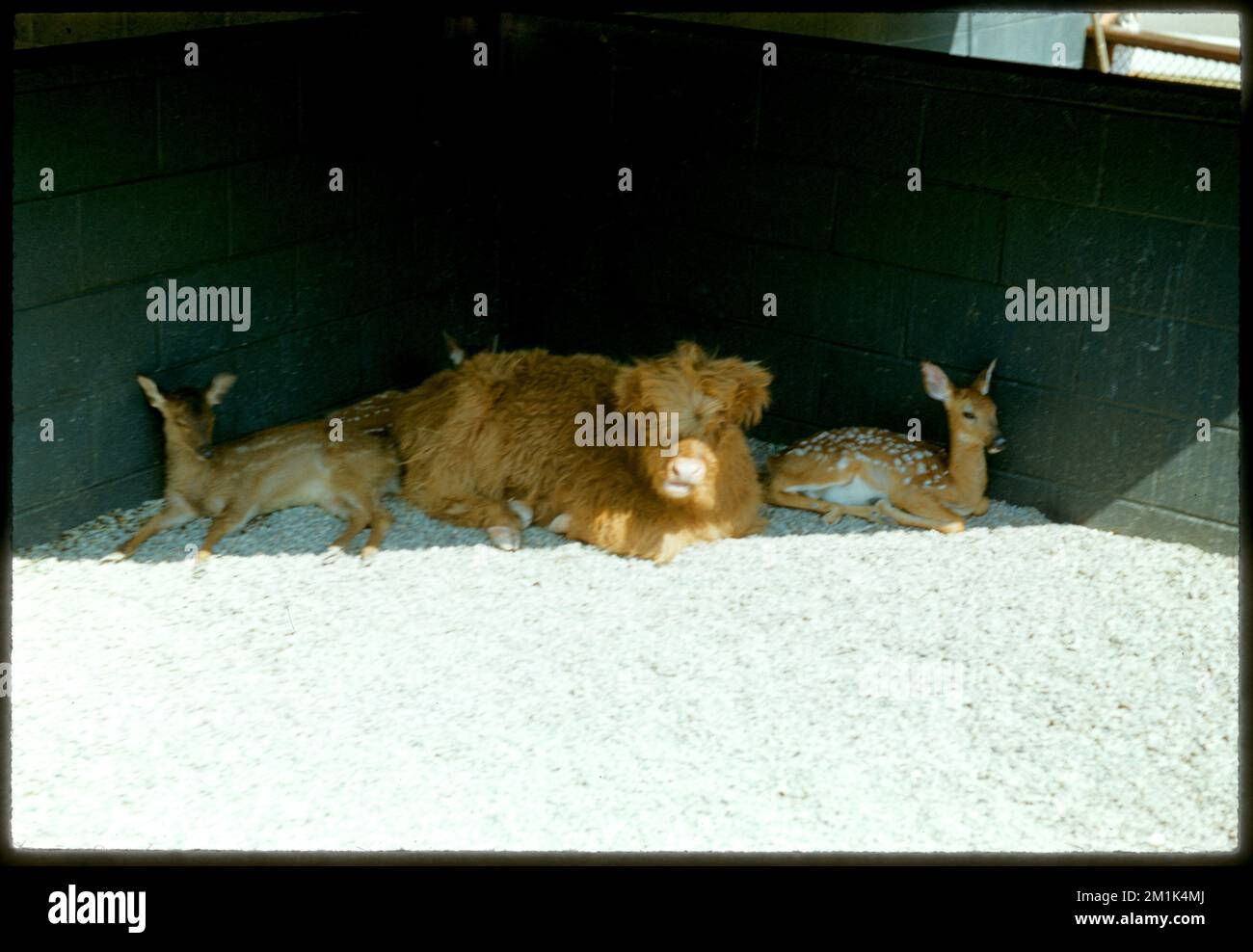 Animals laying in the shade, Franklin Park Zoo , Zoo animals, Zoos