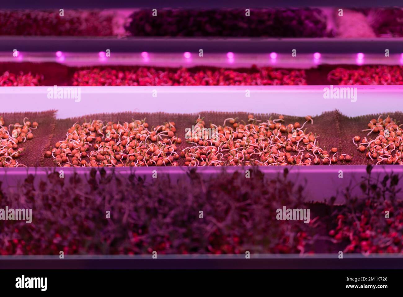 Germinating pea seeds without soil under LED grow light in hydroponic garden Stock Photo