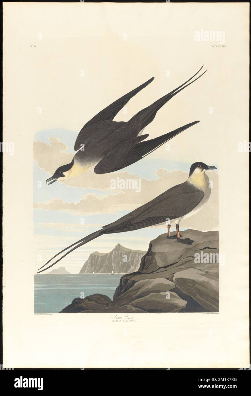 Arctic yager : Lestris parasitica. c.1 v.3 plate 267 , Birds, Long-tailed jaeger. The Birds of America- From Original Drawings by John James Audubon Stock Photo