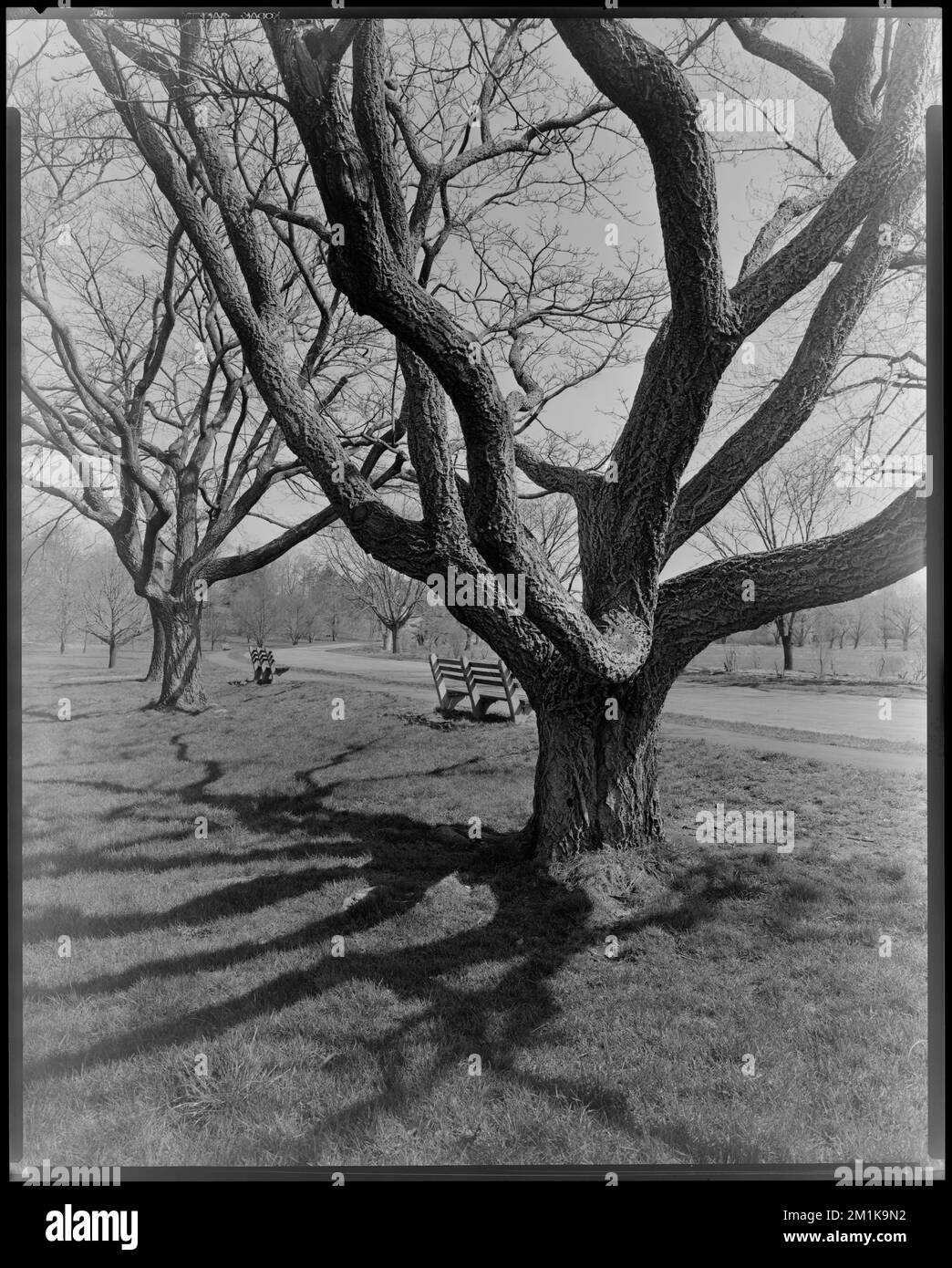 Arnold Arboretum. Blossom, young trees , Botanical gardens, Trees