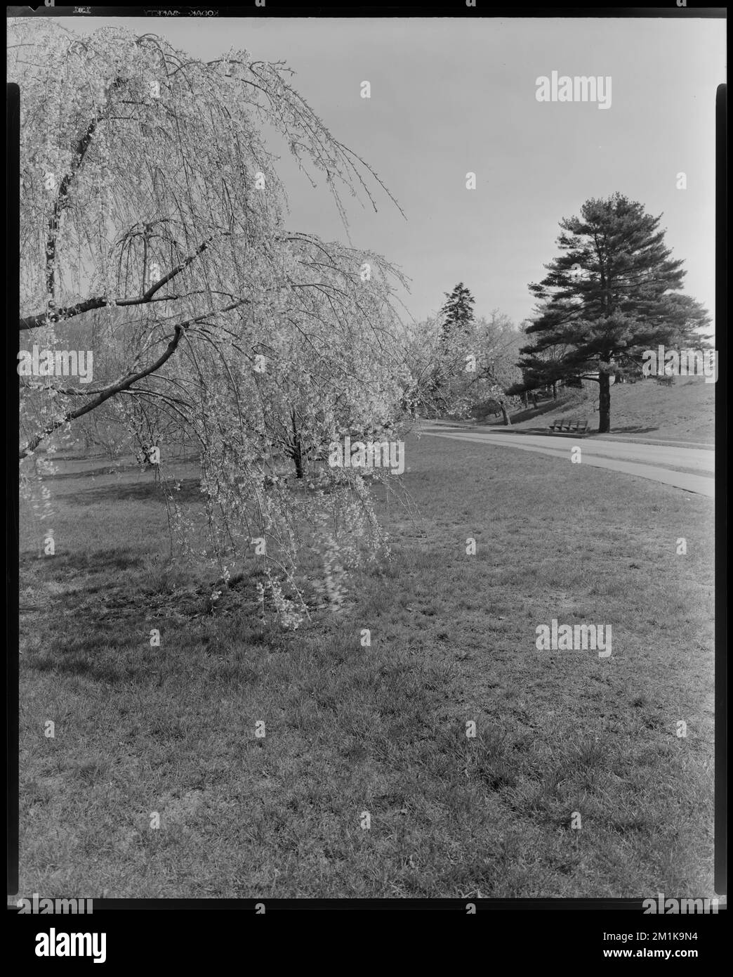 Arnold Arboretum. Blossom, young trees , Botanical gardens, Trees