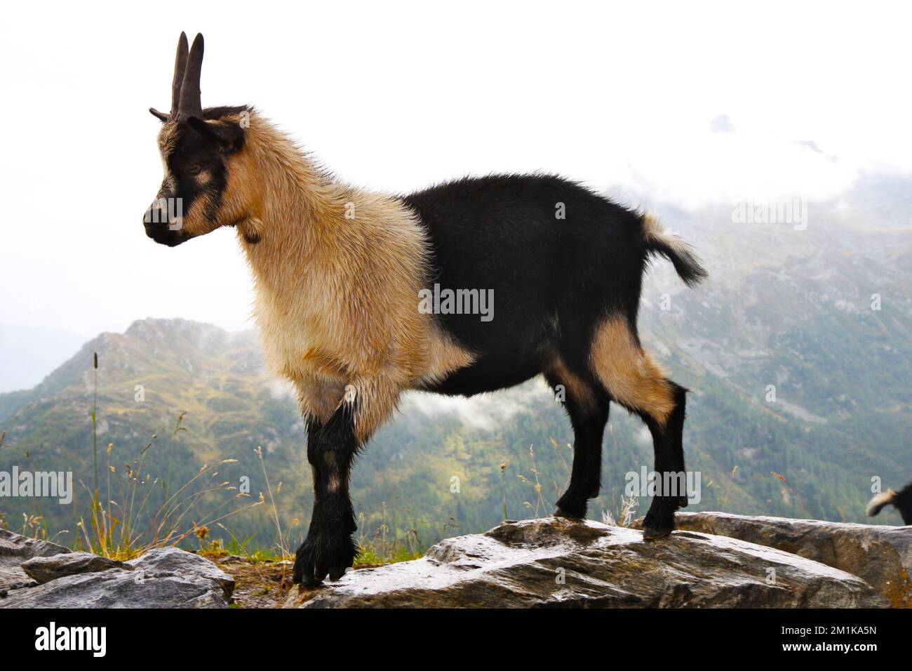 pygmy goat on stone wall Stock Photo Alamy