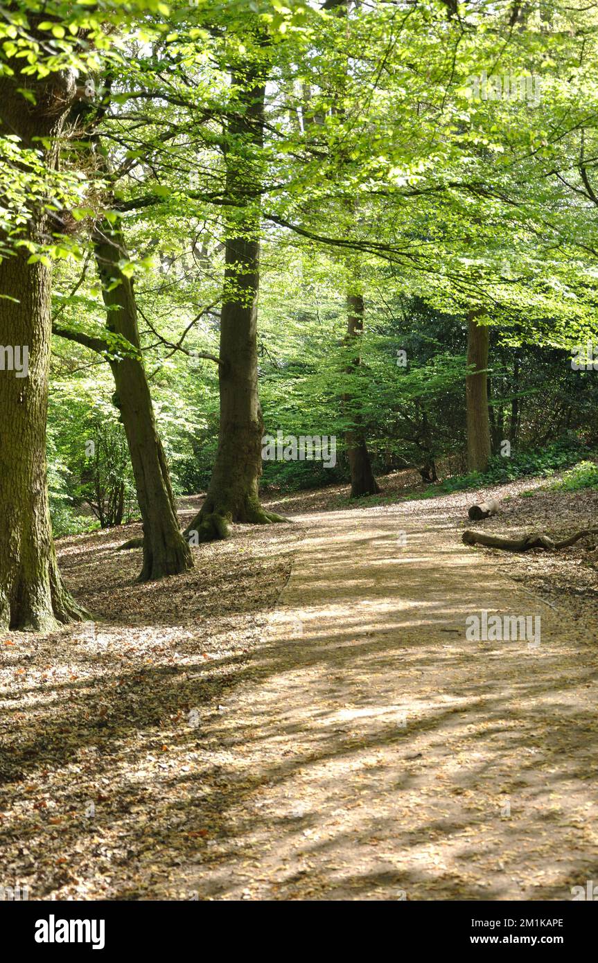 Lovely Footpath, Queen's Wood, Highgate, London, UK Stock Photo - Alamy