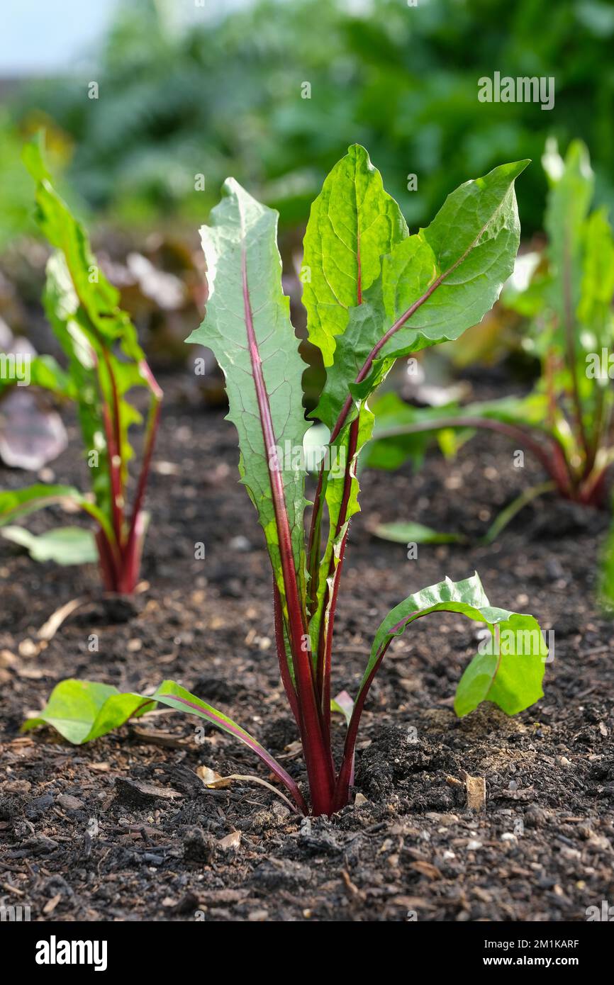 Chicory Italiko Rosso, Cichorium intybus, serrated green leaves with red ribs Stock Photo