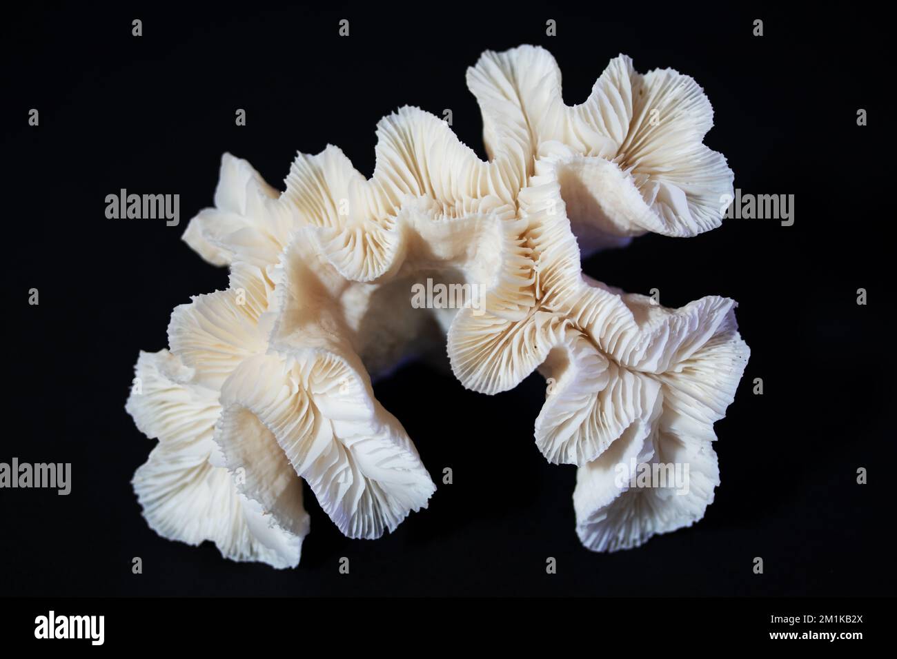 marine coral Stock Photo