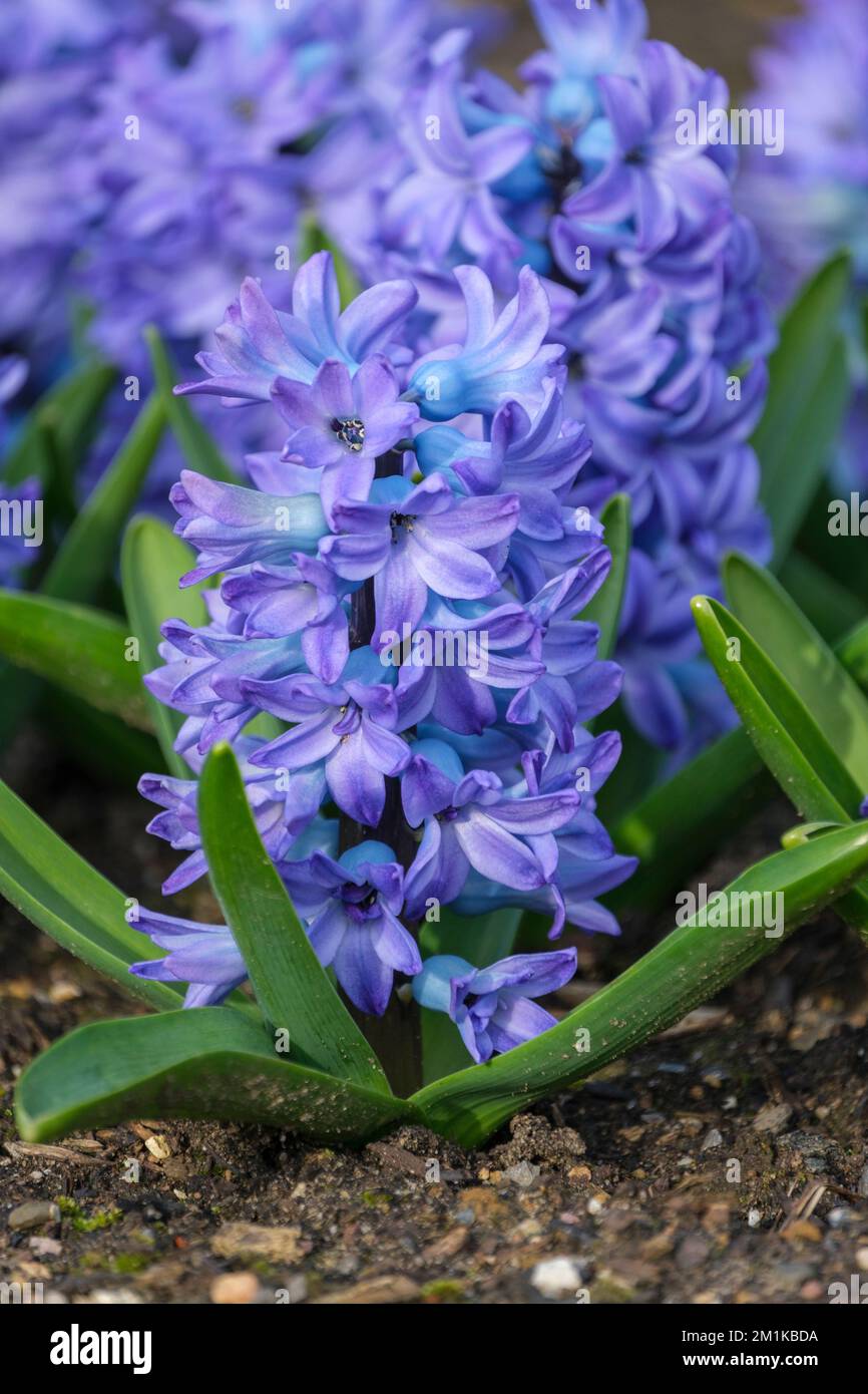 Hyacinthus orientalis Aqua, pale sky-blue florets with blue-purple midveins Stock Photo