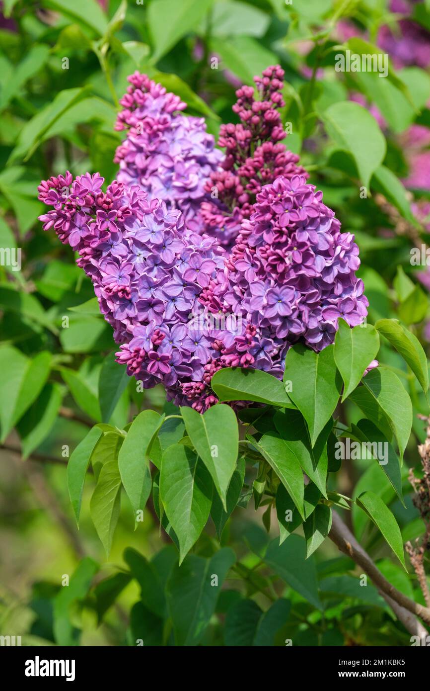 Syringa vulgaris 'Sorok Let Komsomola'. Also known as early flowering lilac and hyacinth lilac Stock Photo
