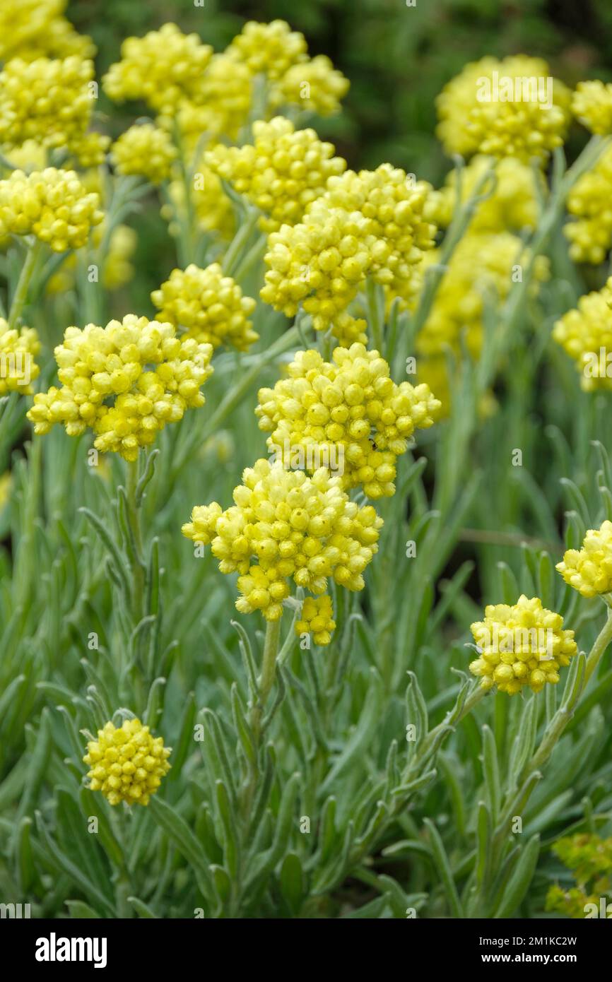 Helichrysum orientale, yellow immortelle, Gnaphalium africanum, Gnaphalium hortense, Gnaphalium orientale, Helichrysum pichleri Stock Photo