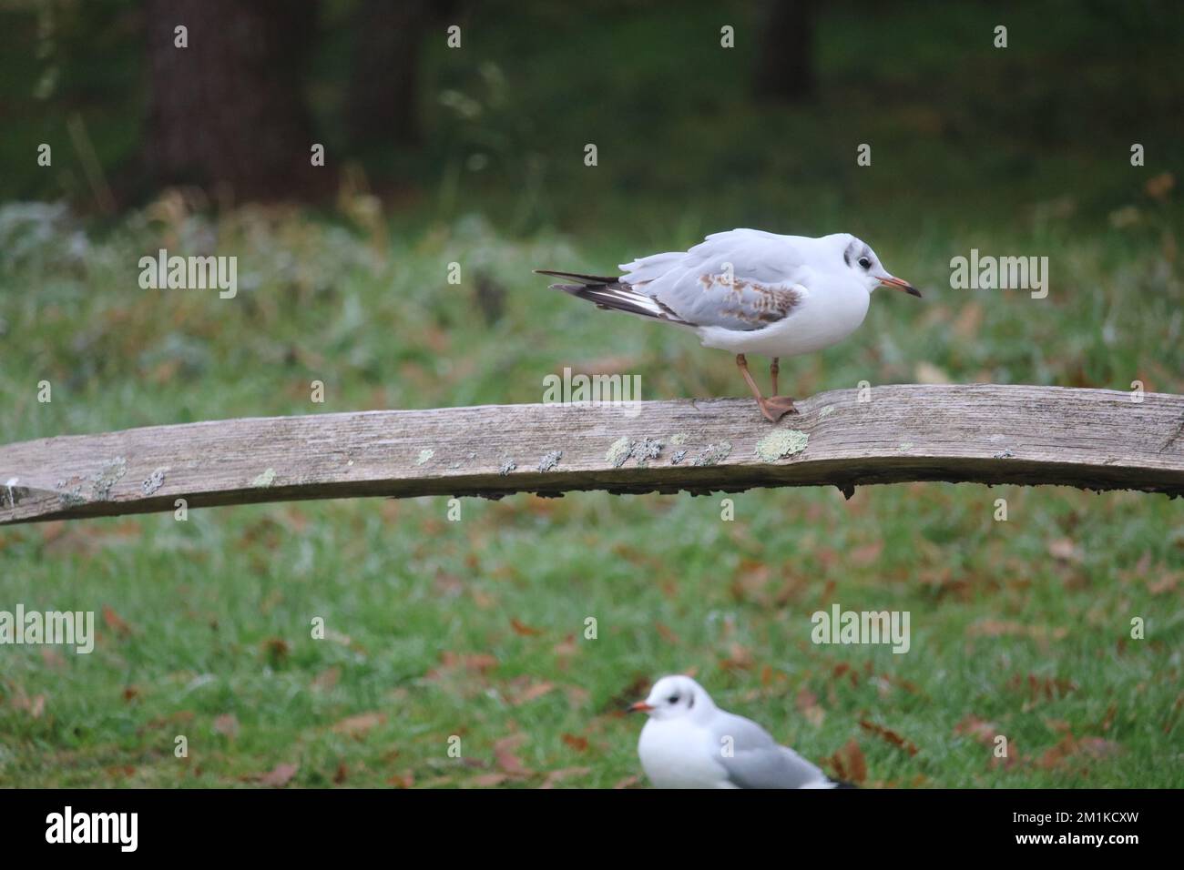 Quiet place in the woods hi-res stock photography and images - Alamy