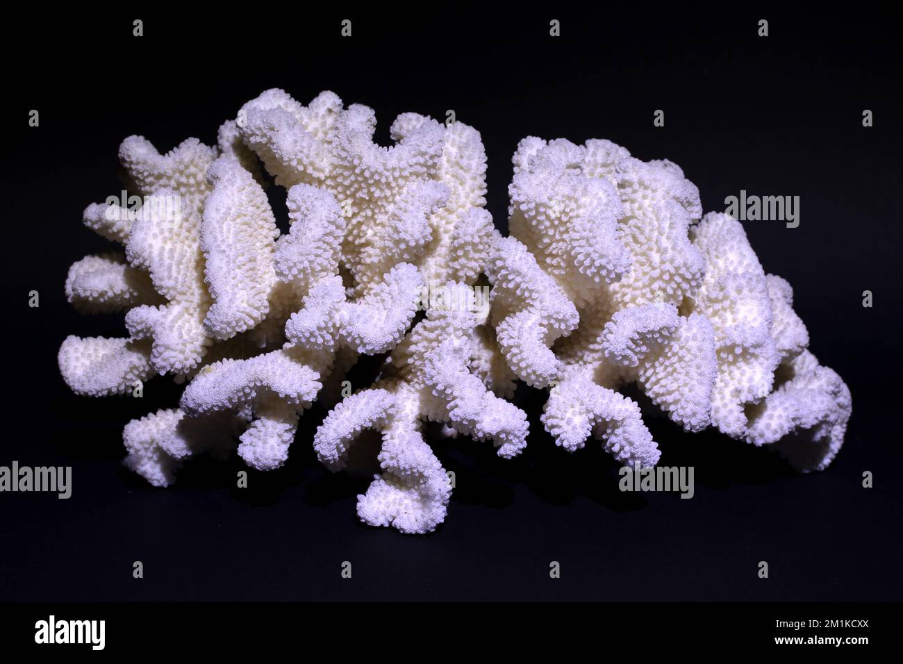 marine coral Stock Photo