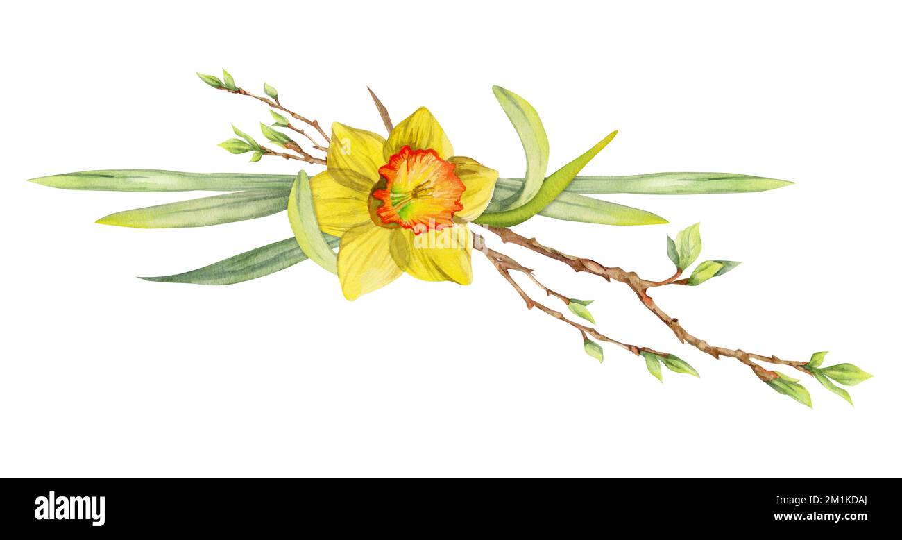 Watercolor hand drawn composition with spring flowers, daffodils ...