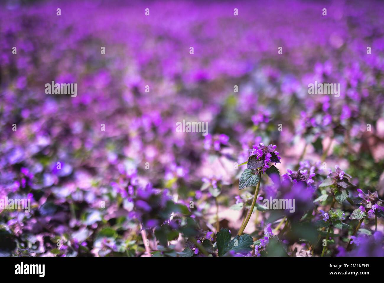 Spring Purple dead nettle flower blooms herbal plant background Stock Photo