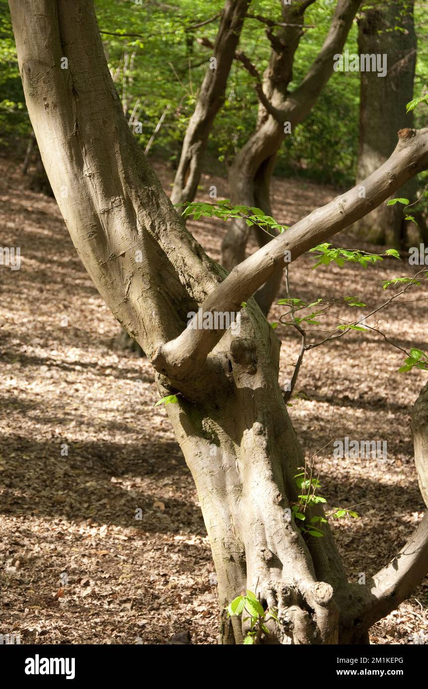 Twisted Hornbeam (Carpinus betulus), Queen's Wood, Highgate, London, UK Stock Photo