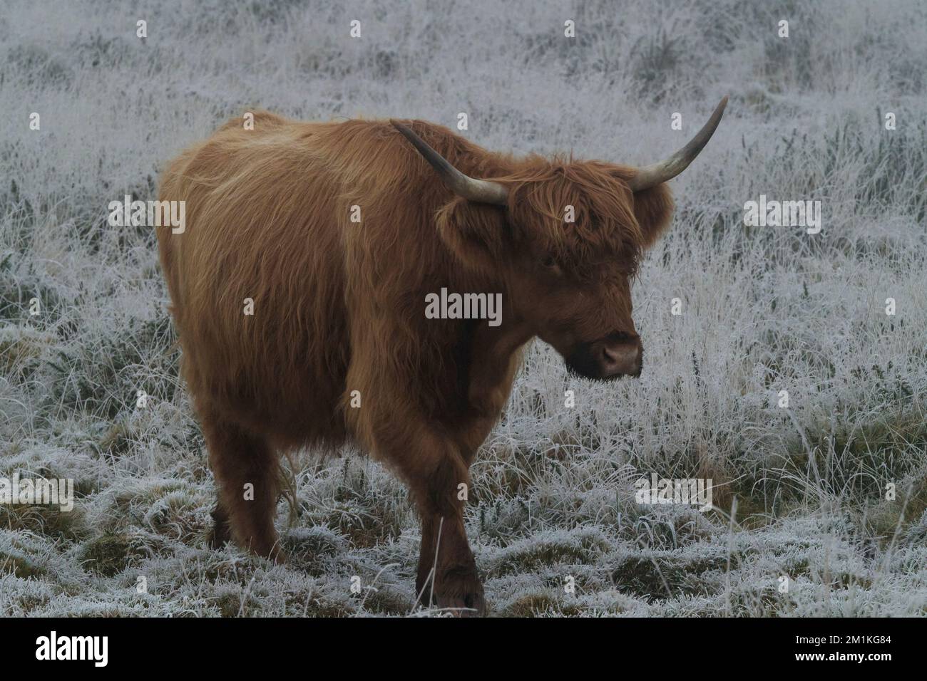 Highland Cow in the Freezing Fog & Frost, Near Rippon Tor, Dartmoor Stock Photo