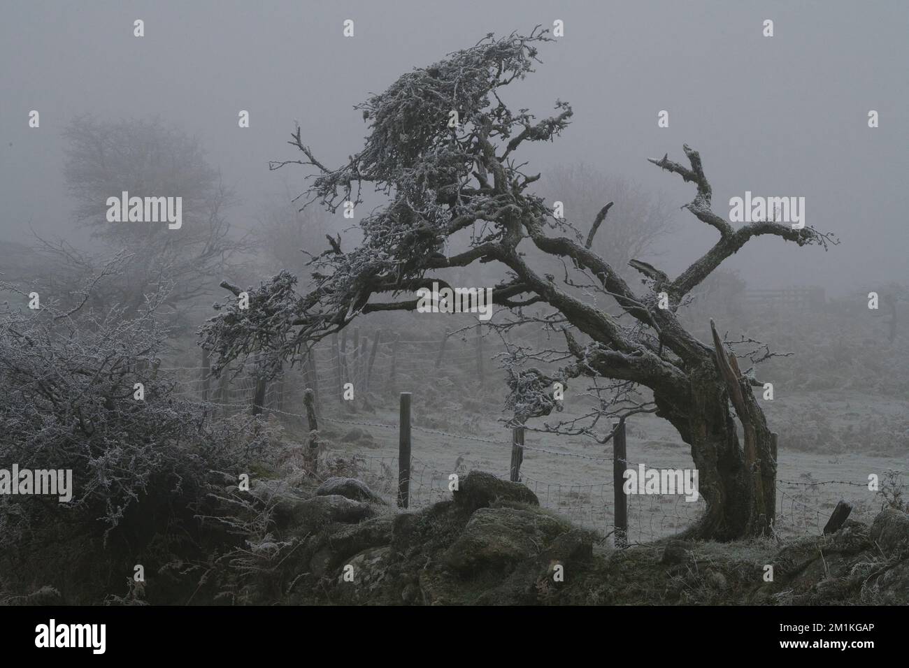 Emsworthy Hawthorn in the freezing fog, Dartmoor, Devon Stock Photo