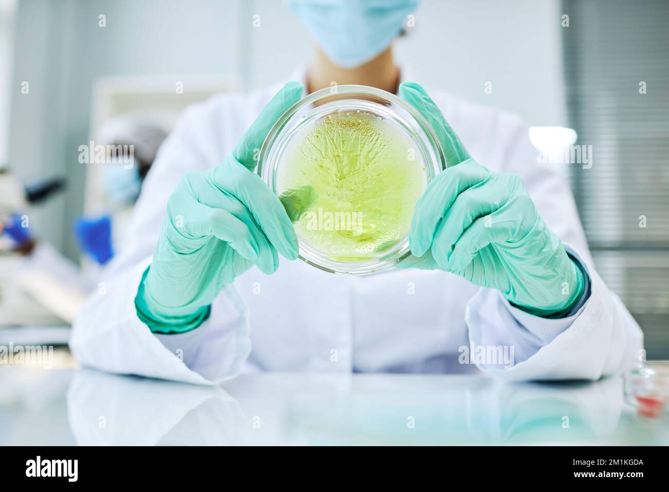 Close up of scientist holding petri dish with colored liquid while ...