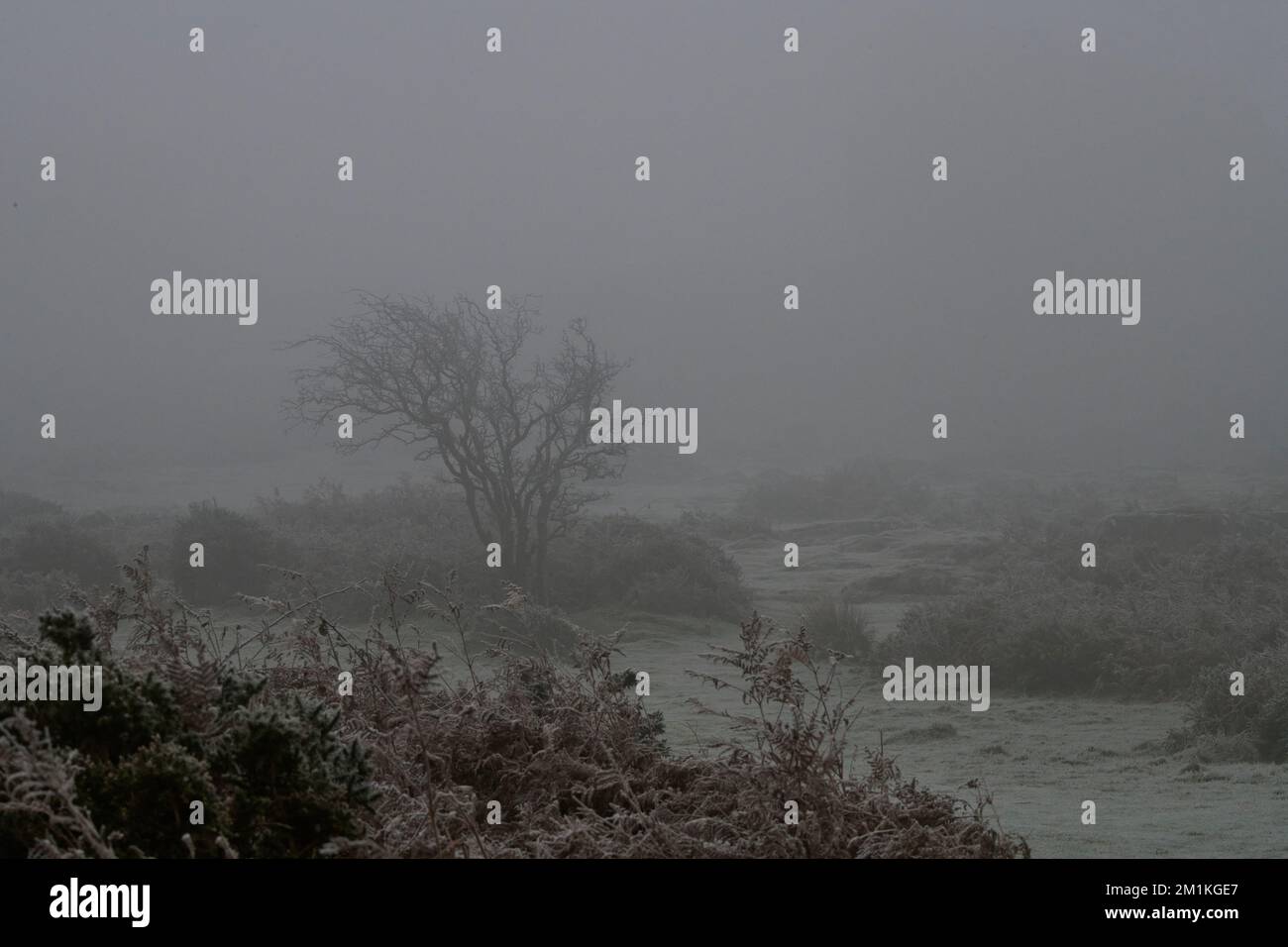 Hound Tor in the Freezing Fog, Dartmoor National Park, Devon Stock Photo