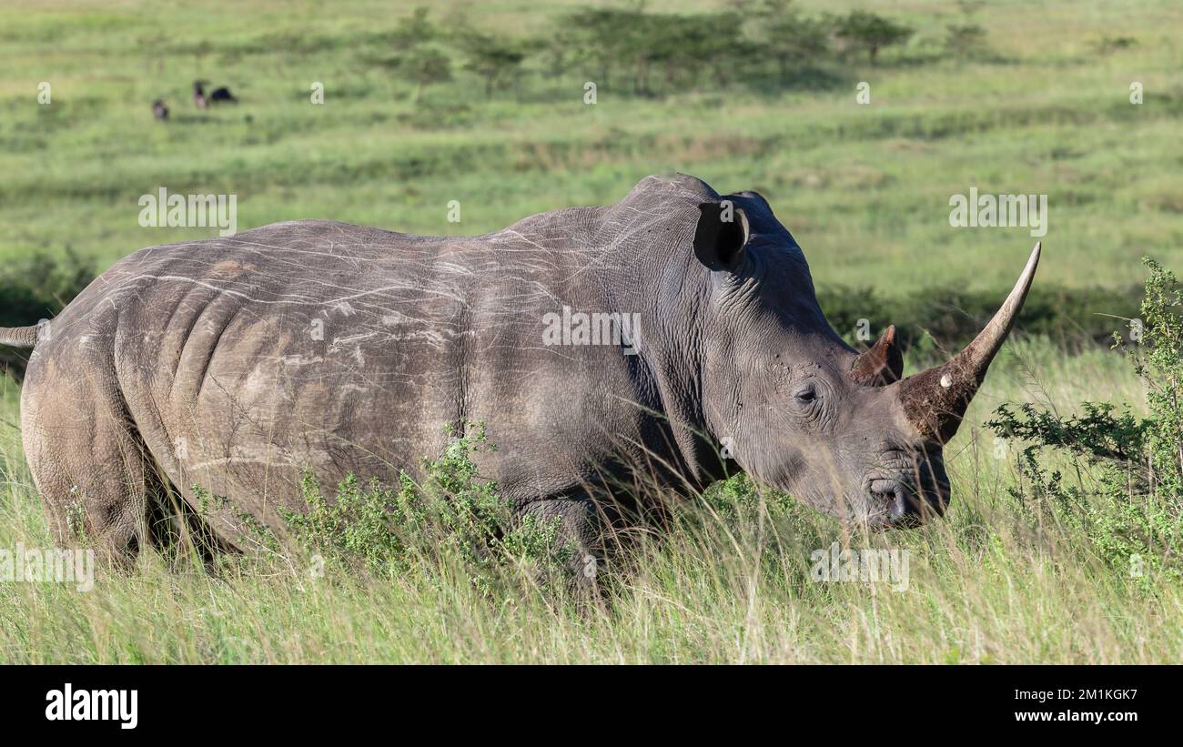 Rhino wildlife bull with its horn walking though the grassland bush in its habitat wilderness park reserve a closeup photo of majestic animal. Stock Photo