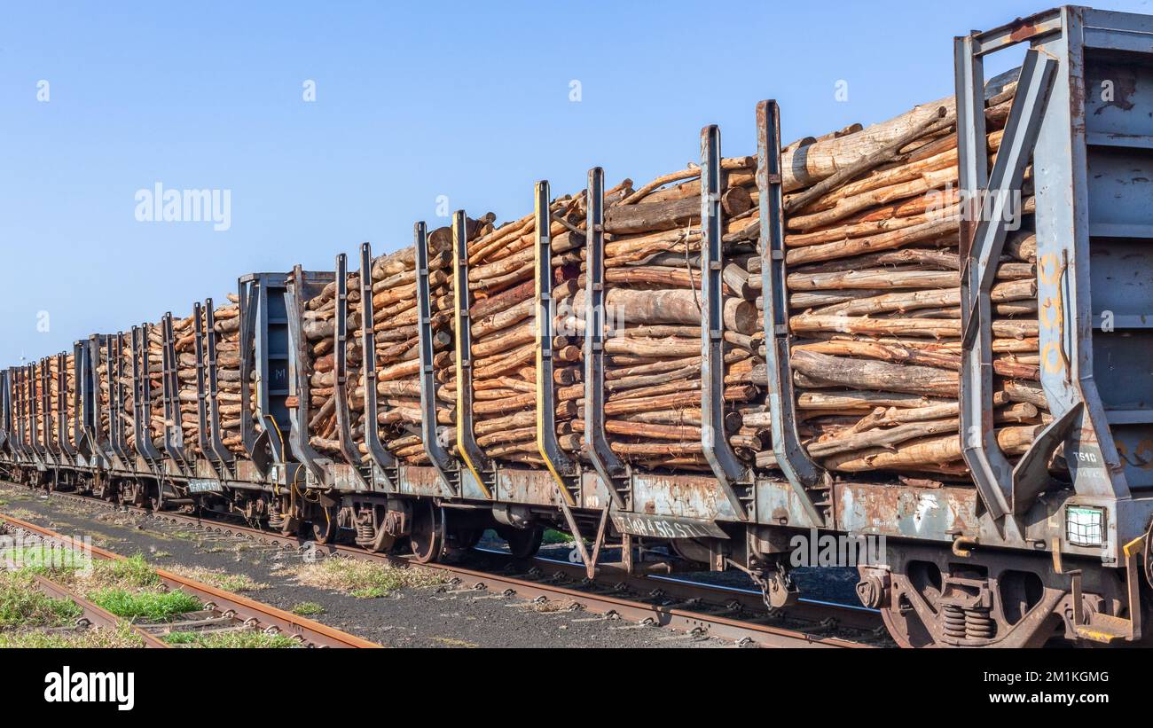 Train wood poles stacked in transport logging trailers  closeup holding yard photo destination to hardware  markets. Stock Photo
