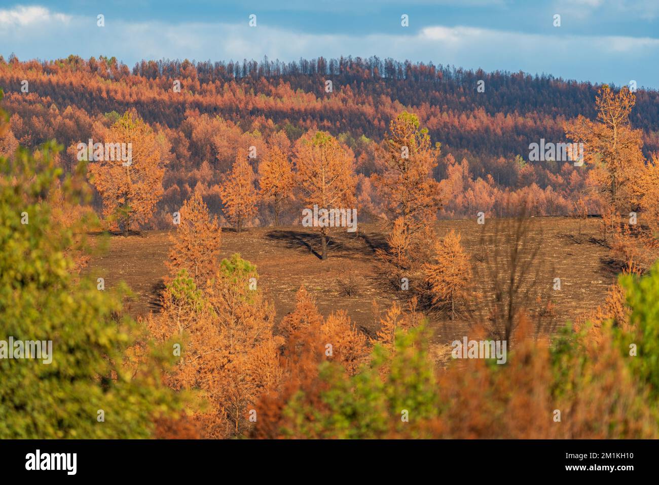 Massive disaster of burnt forest after the fire Stock Photo