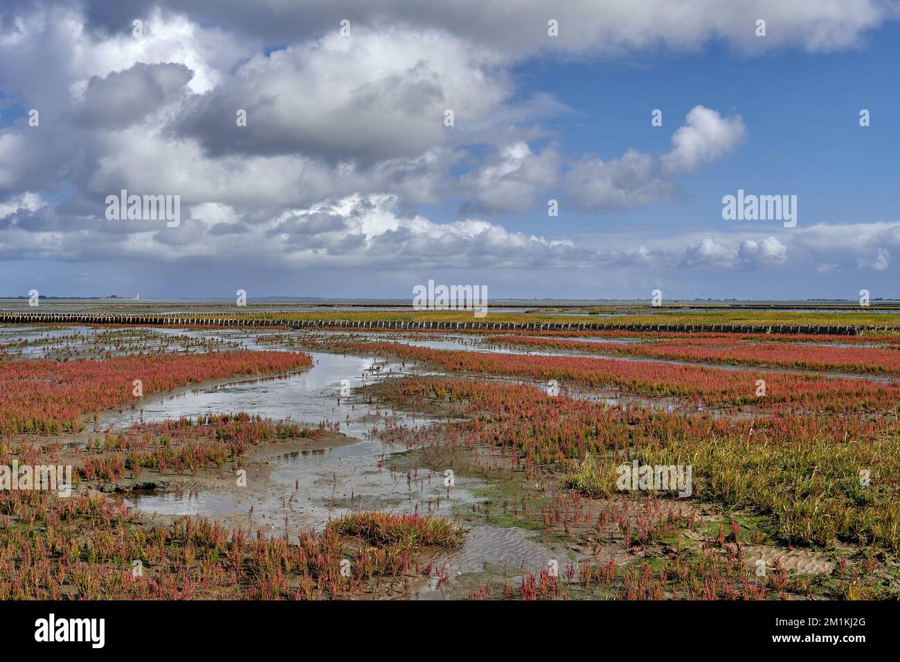 Salt Marsh with glasswort (Salicornia europaea) in bloom,North Sea,North Frisia,Germany Stock Photo