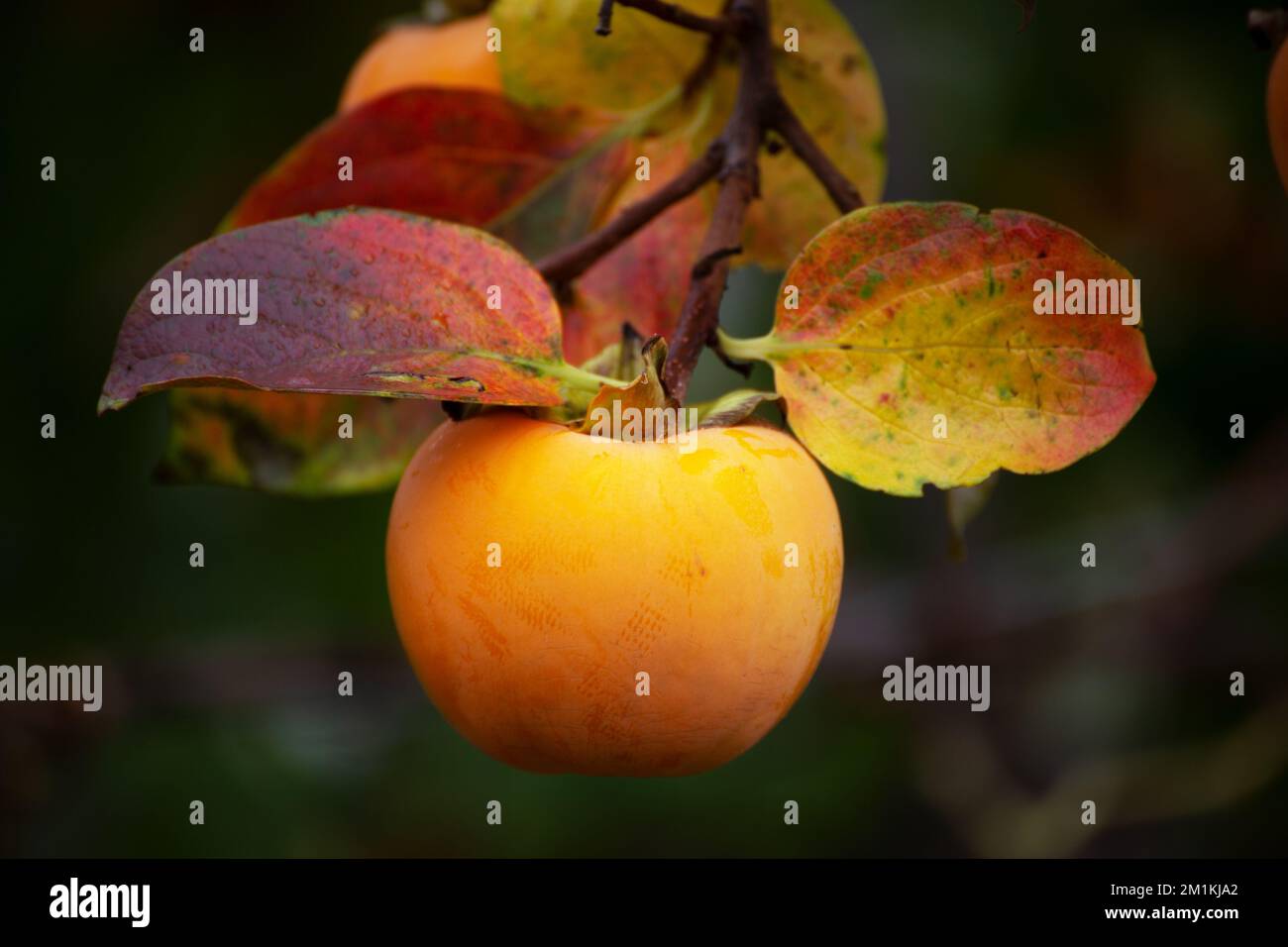 the persimmon fruit, produced from organic cultivation Stock Photo Alamy