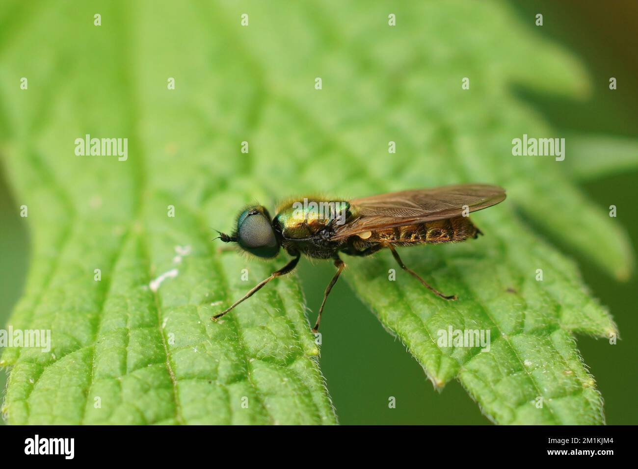 A closeup shot of a green soldier fly on a green leaf Stock Photo