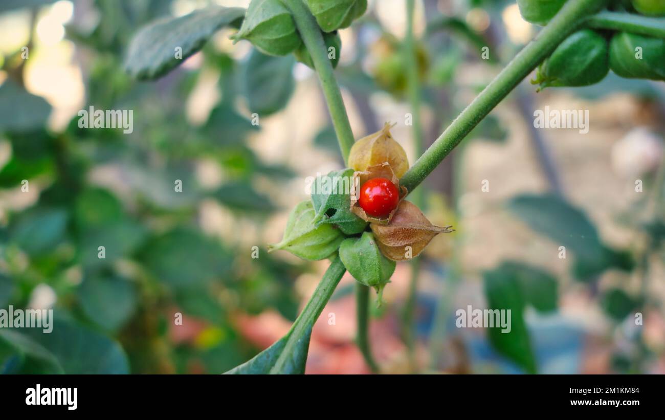Withania somnifera plant. Commonly known as Ashwagandha (winter cherry), is an important medicinal plant that has been used in Ayurved. Indian ginseng Stock Photo
