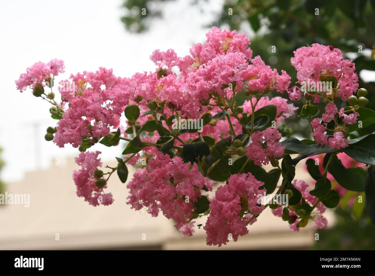Cherry flower inflorescence bloom beautifully in spring at Bingara, NSW, Australia Stock Photo