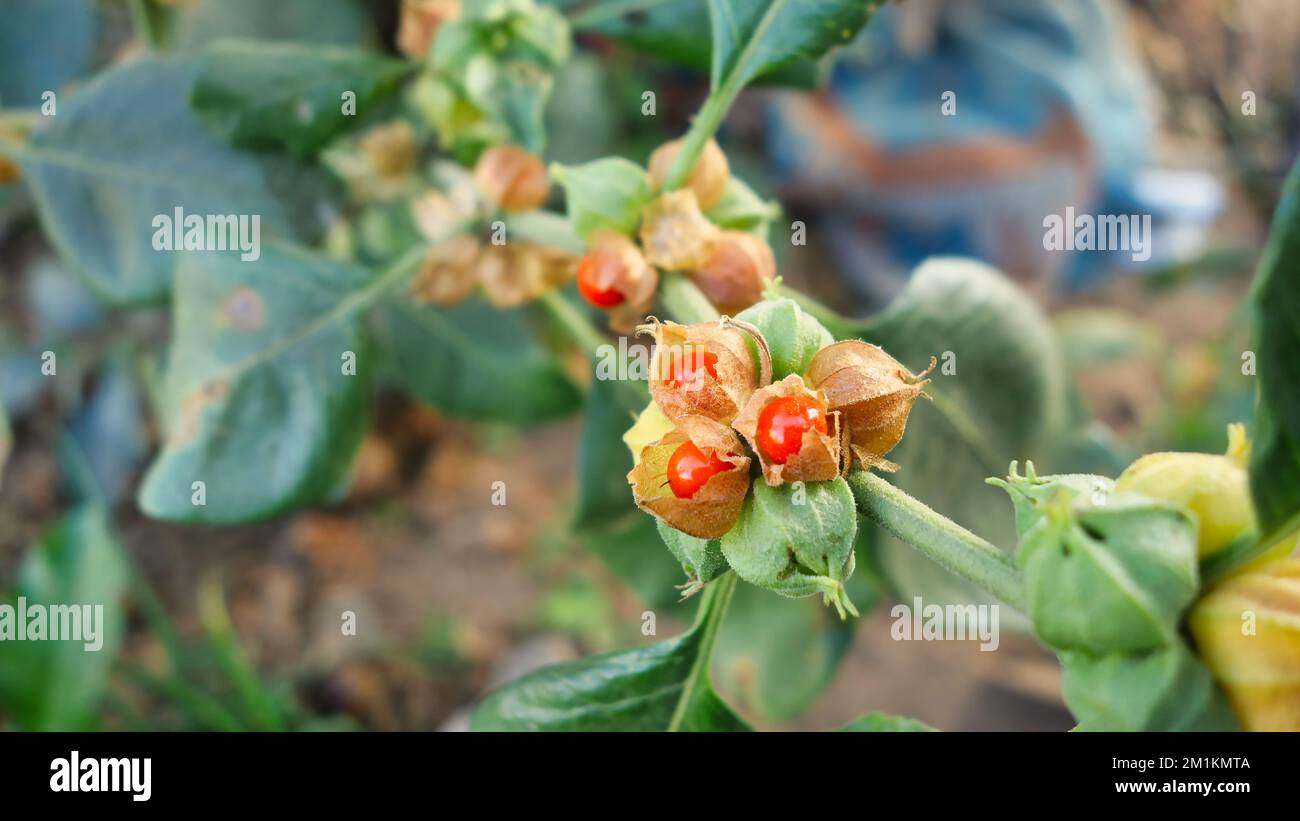 Withania somnifera plant. Commonly known as Ashwagandha (winter cherry), is an important medicinal plant that has been used in Ayurved. Indian ginseng Stock Photo