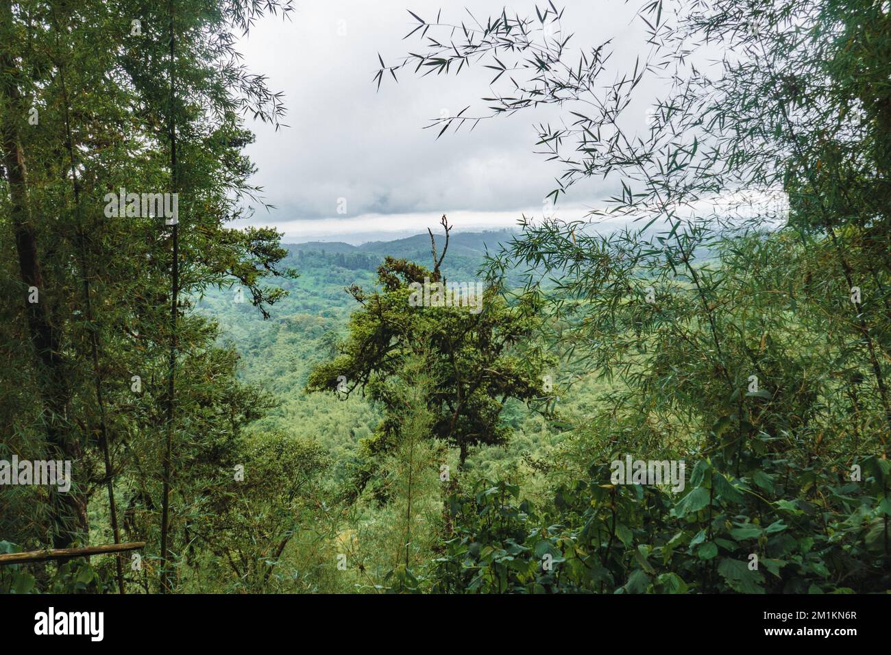 Trees in the forest at Gatango Forest, Kenya Stock Photo