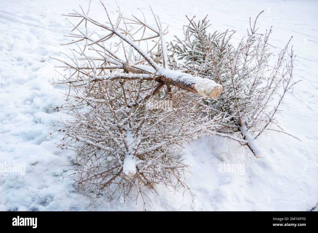 Christmas tree on the garbage can after the New Year holidays. Recycling Used Dry Christmas Trees. New Year tree dump garbage Stock Photo